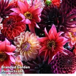 Dahlia 'Autumn Shades Mix' -Garden Glory Sales DAHL AUTUMNSHA T44260