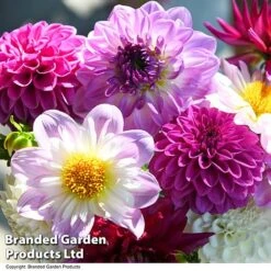 Dahlia 'Berry Sorbet Mix' -Garden Glory Sales DAHL BERRYSORB T44251