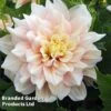 Dahlia 'Break Out' -Garden Glory Sales DAHL BREAKOUT S45380