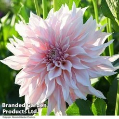 Dahlia 'Café Au Lait Collection' -Garden Glory Sales DAHL CAFEAULAI T44276