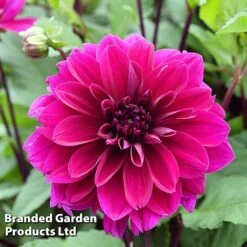 Dahlia 'Dark Diamond Mix' 10 Dahlia 'Dark Diamond Mix' -Garden Glory Sales DAHL DINNERPLA W51602