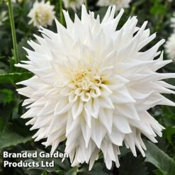 Dahlia 'Beautiful Bouquet Collection' -Garden Glory Sales DAHL FLEUREL W51738