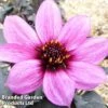 Dahlia 'Happy Days Purple' -Garden Glory Sales DAHL HAPDAYSPU1