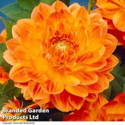 Dahlia 'Perfect Patchwork Collection' -Garden Glory Sales DAHL ORANGEPER H51724