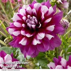 Dahlia 'Perfect Patchwork Collection' -Garden Glory Sales DAHL PATCHES H51725