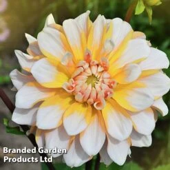 Dahlia 'Perfect Patchwork Collection' -Garden Glory Sales DAHL PERFPATCH W51606