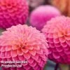 Dahlia 'Pink Suffusion' 1 Dahlia 'Pink Suffusion' -Garden Glory Sales DAHL PINKSUFFU W50772