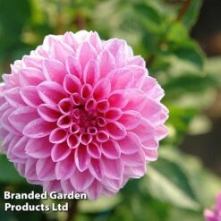 Dahlia 'Perfect Pompom Collection' -Garden Glory Sales DAHL POMPOMCOL W51603