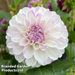 Dahlia 'Perfect Pompom Collection' -Garden Glory Sales DAHL POMPOMCOL W51604