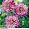 Dahlia 'Smokey' -Garden Glory Sales DAHL SMOKEY H399181