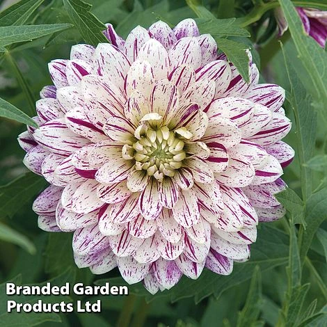 Dahlia 'Smokey' 4 Dahlia 'Smokey' - Image 2