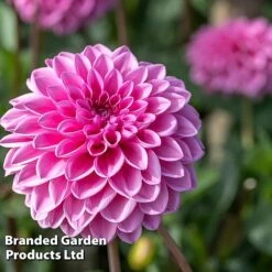 Dahlia 'Beautiful Bouquet Collection' -Garden Glory Sales DAHL SWEETLOVE W51729