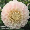 Dahlia 'Sweet Nathalie' -Garden Glory Sales DAHL SWEETNATH S45385
