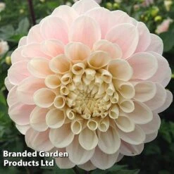 Dahlia 'Sweet Nathalie'