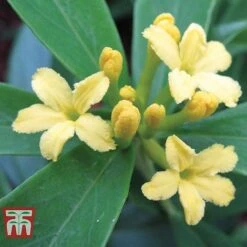 Daphne Gemmata 'Royal Crown' 7 Daphne Gemmata 'Royal Crown' -Garden Glory Sales DAPH T79753 B