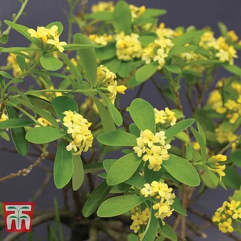 Daphne Gemmata 'Royal Crown' 3 Daphne Gemmata 'Royal Crown'