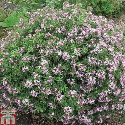 Daphne Fragrance Duo 13 Daphne Fragrance Duo -Garden Glory Sales DAPH T79754 B2