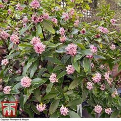 Daphne Odora 'Rogalski' -Garden Glory Sales DAPH WKC0234 D