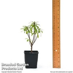 Daphne X Transatlantica 'Pink Fragrance' 7 Daphne X Transatlantica 'Pink Fragrance' -Garden Glory Sales DAPH PINKFR9CM T45492