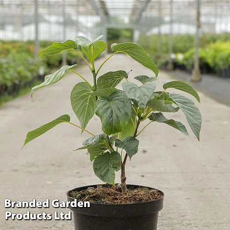 Davidia Involucrata 'Sonoma' 3 Davidia Involucrata 'Sonoma'