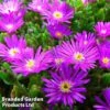 Delosperma Aberdeenense 'Hot Pink' -Garden Glory Sales DELO HOTPINK1
