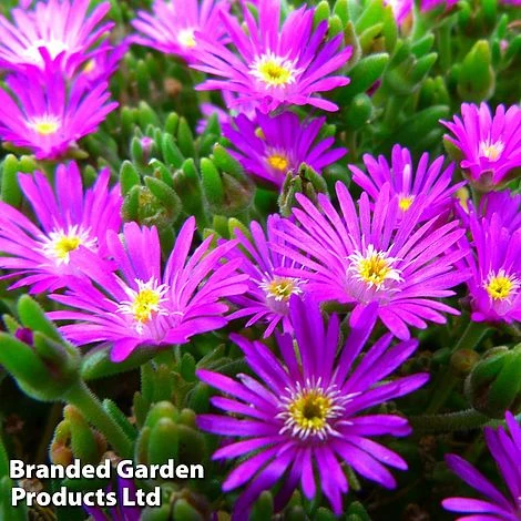 Delosperma Aberdeenense 'Hot Pink' 3 Delosperma Aberdeenense 'Hot Pink'