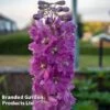 Delphinium Astolat 2 Delphinium Astolat -Garden Glory Sales DELP KA5040 A