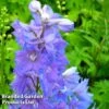 Delphinium Magic Fountain Sky Blue 2 Delphinium Magic Fountain Sky Blue -Garden Glory Sales DELP KA5055 A