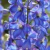 Delphinium 'Blue Bird' (Pacific Hybrid) -Garden Glory Sales DELP T64046 A h