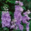 Delphinium 'Cameliard' (Pacific Hybrid) -Garden Glory Sales DELP T64048 A h