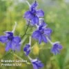 Delphinium Grandiflorum 'Blue Butterfly' -Garden Glory Sales DELP BLUEBUTTE W44952
