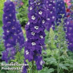 Best Value Perennial Collection -Garden Glory Sales DELP DARKBWHBE S31057202