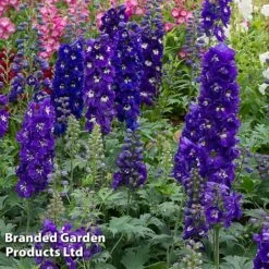 Perennial Collection -Garden Glory Sales DELP DRKBLUEWH S454541