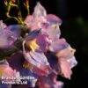 Delphinium 'Guinevere' -Garden Glory Sales DELP GUINEVERE W44953