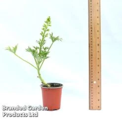 Delphinium 'Red Lark' 9 Delphinium 'Red Lark' -Garden Glory Sales DELP REDLAR9CM A