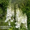 Delphinium 'White Swan' -Garden Glory Sales DELP WHITESWAN W44954
