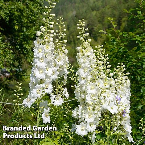 Delphinium 'White Swan' 3 Delphinium 'White Swan'