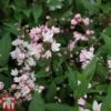 Deutzia × Rosea 'Yuki Cherry Blossom' 1 Deutzia × Rosea 'Yuki Cherry Blossom' -Garden Glory Sales DEUT TKA3106 B
