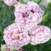 Dianthus 'Capitan Marco' -Garden Glory Sales DIAN KC9161 A