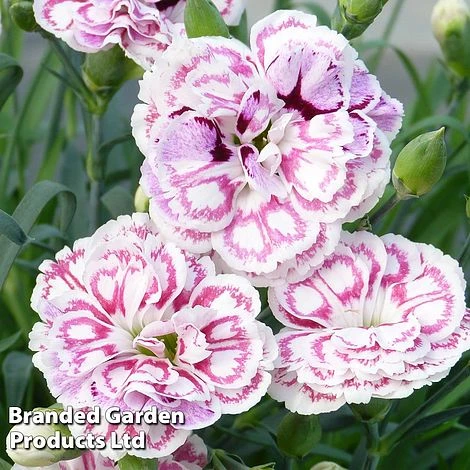 Dianthus 'Capitan Marco' 3 Dianthus 'Capitan Marco'