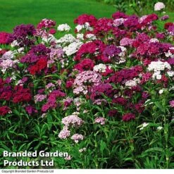 Perennial Eternal Flowering Collection -Garden Glory Sales DIAN T47479 A1