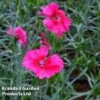 Dianthus 'Cosmopolitan' 2 Dianthus 'Cosmopolitan' -Garden Glory Sales DIANTHUS COSMOPOLITA