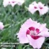 Dianthus 'Cherry Daiquiri' -Garden Glory Sales DIANTHUS DAIQUIRI