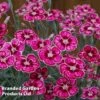 Dianthus 'Flutterby' -Garden Glory Sales DIANTHUS FLUTTERBY