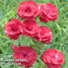 Dianthus 'Houndspool Cheryl' -Garden Glory Sales DIANTHUS HOUNDSPOOL