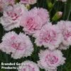 Dianthus 'Candy Floss' -Garden Glory Sales DIAN CANDYFLOSS1