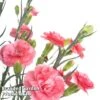 Dianthus 'Scent First Romance' 1 Dianthus 'Scent First Romance' -Garden Glory Sales DIAN FIRSTROMA L44956
