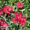 Dianthus Deltoides 'Flashing Light' 1 Dianthus Deltoides 'Flashing Light' -Garden Glory Sales DIAN FLASHINGL S44999