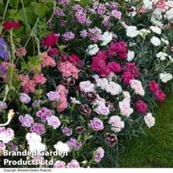 Dianthus 'Garden Pleasures Collection' 9 Dianthus 'Garden Pleasures Collection' -Garden Glory Sales DIAN GARDENPLE T44438