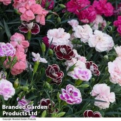 Dianthus 'Garden Pleasures Collection' 11 Dianthus 'Garden Pleasures Collection' -Garden Glory Sales DIAN GARDENPLE T444391